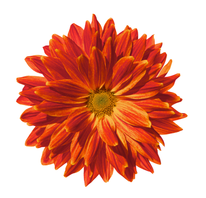 Chrysanthemum single fantail