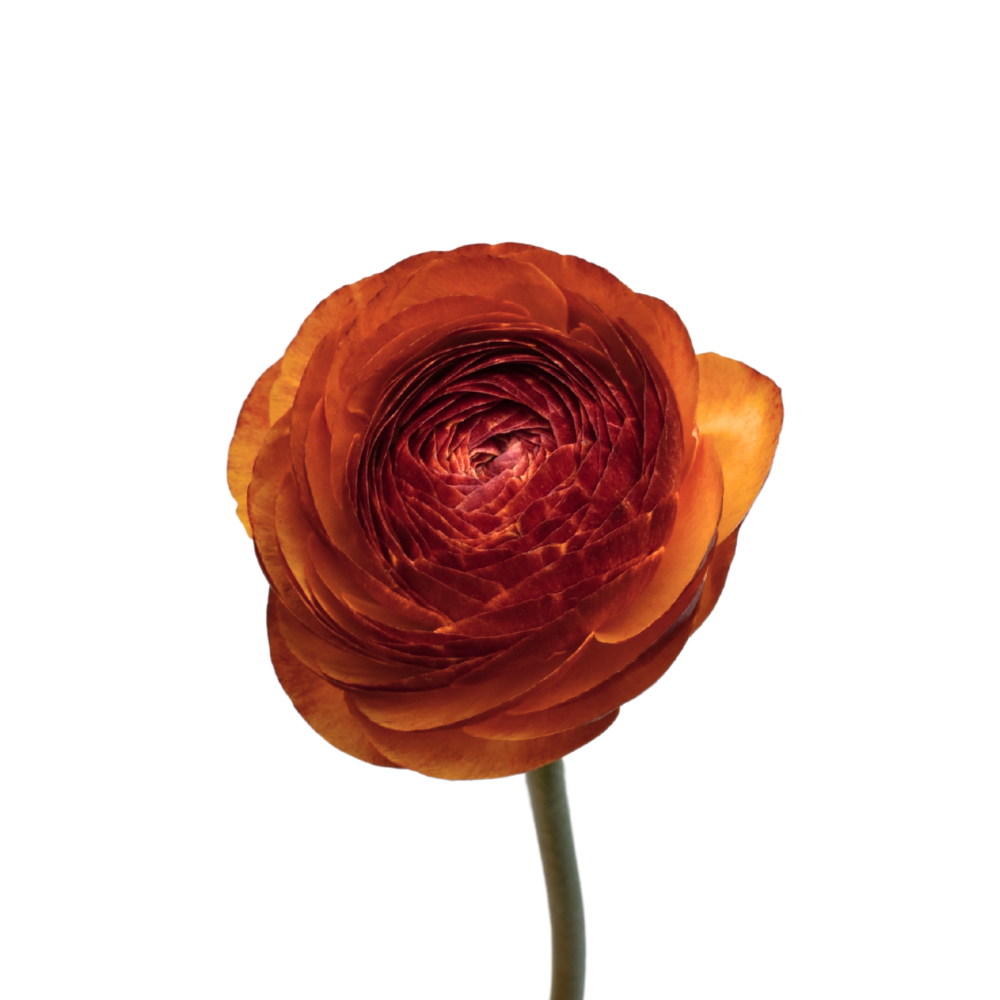 Ranunculus success brownie