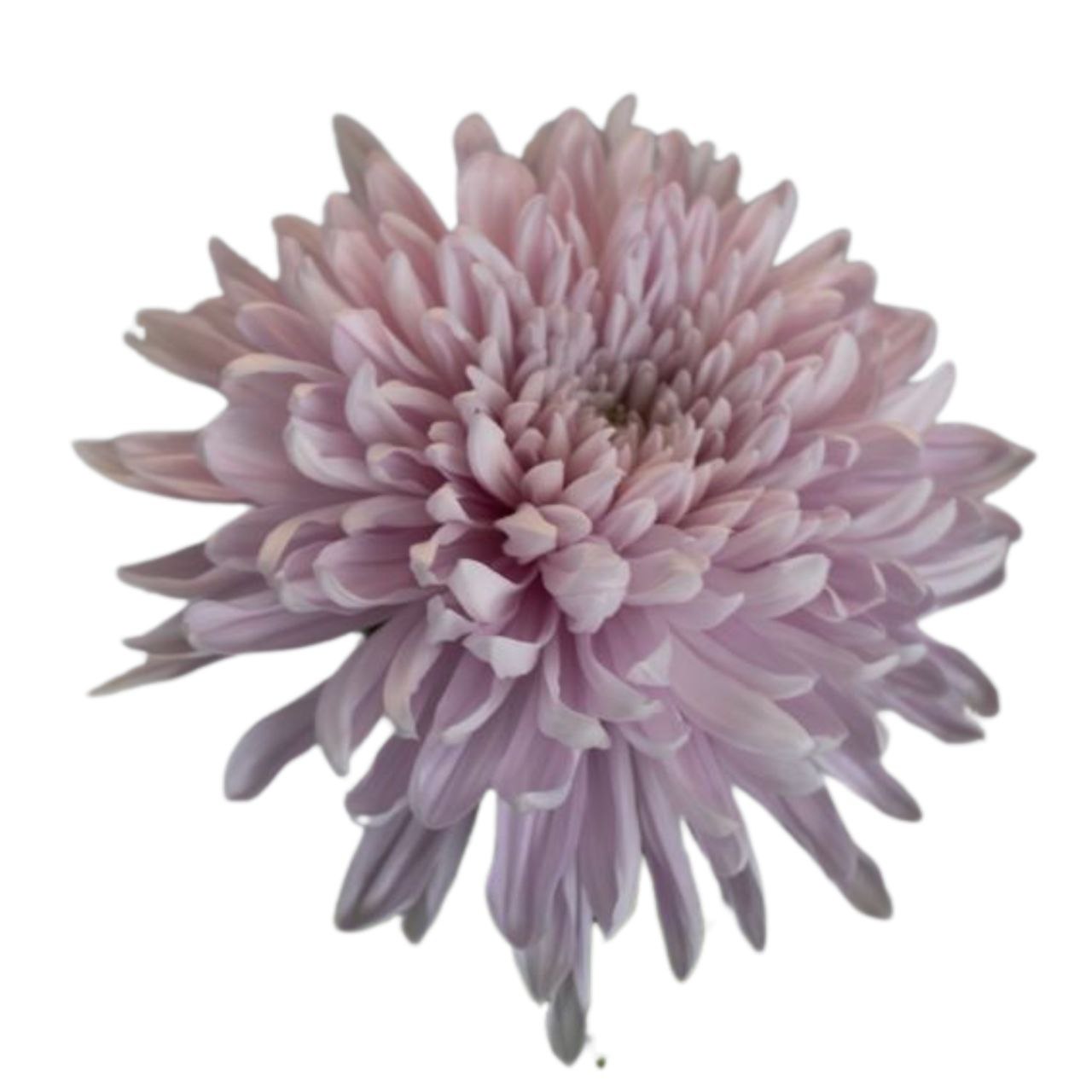 Chrysanthemum single honey moon intense