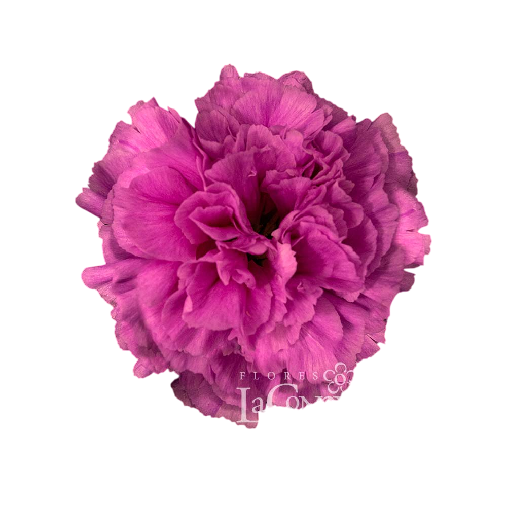 Carnation farida