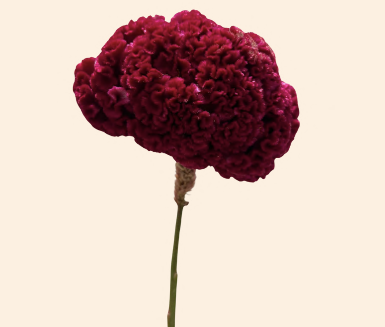 Celosia cristata scarlet