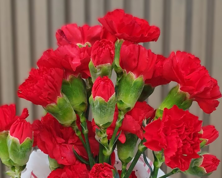 Carnation Spray solomio ray