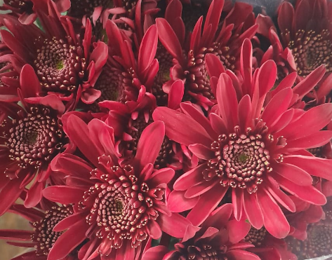 Chrysanthemum sprаy xperience