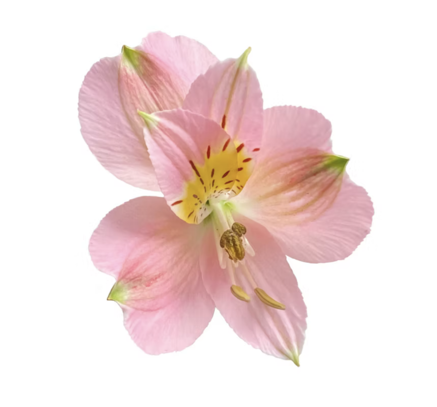 Alstroemeria select modena