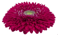 Gerbera gerponi big jazz