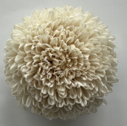 Chrysanthemum single tinted ivory