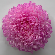 Chrysanthemum single tinted light pink