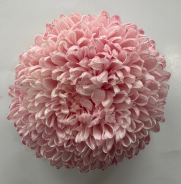 Chrysanthemum single tinted light red
