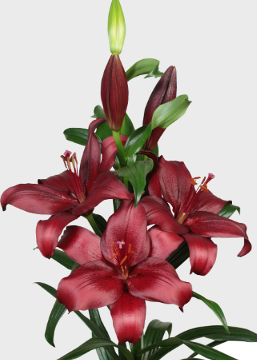 Lilium la san sebastian