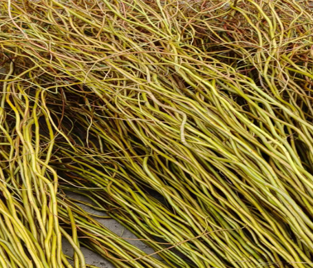 Salix matsudana gold