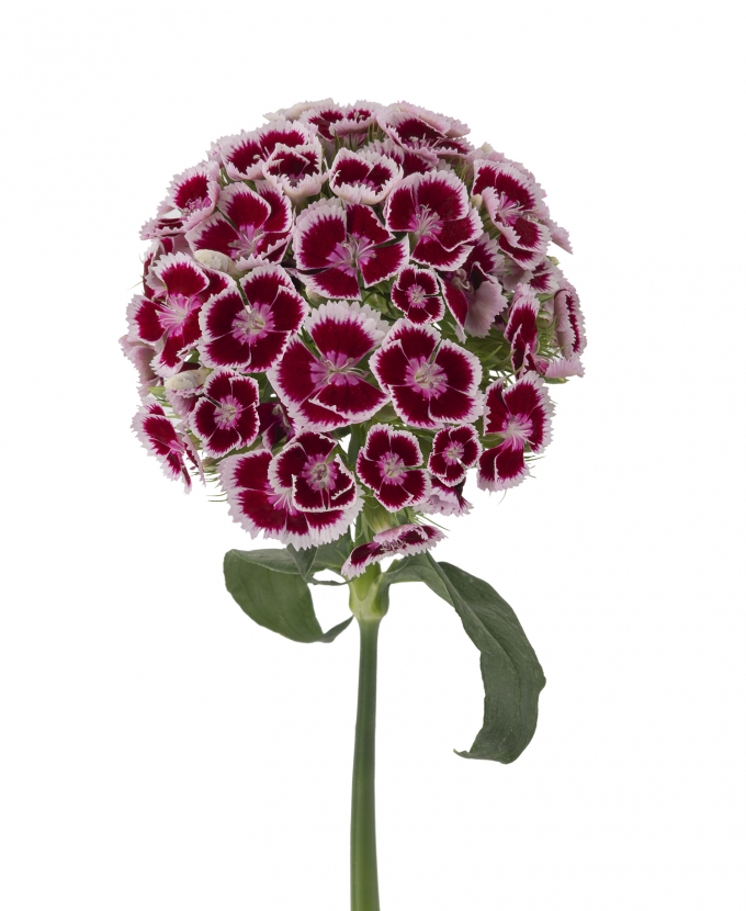 Carnation kiwi kico polka maroun