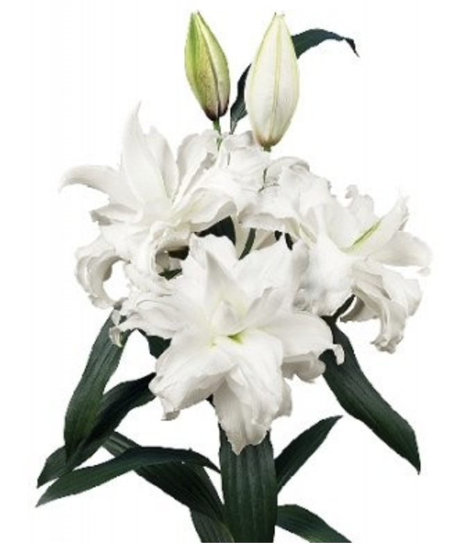 Lilium oriental roselily ramona