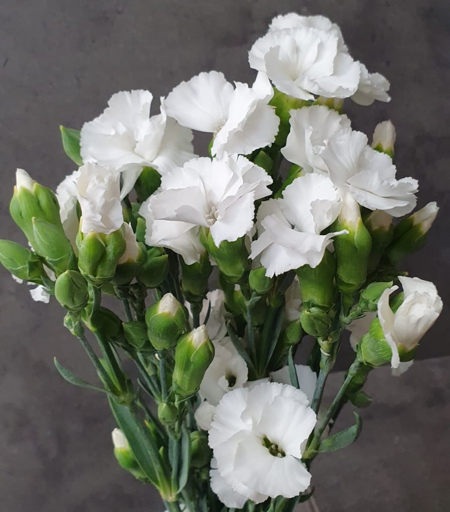 Carnation spray solomio lex