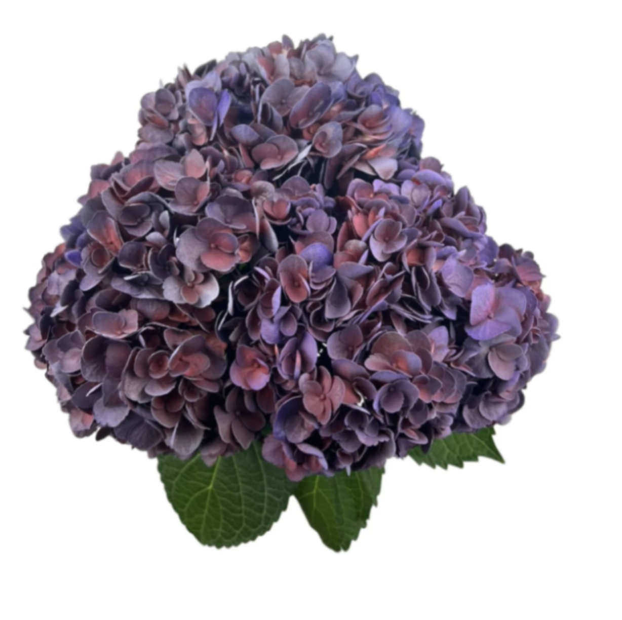 Hydrangea jumbo aubergine
