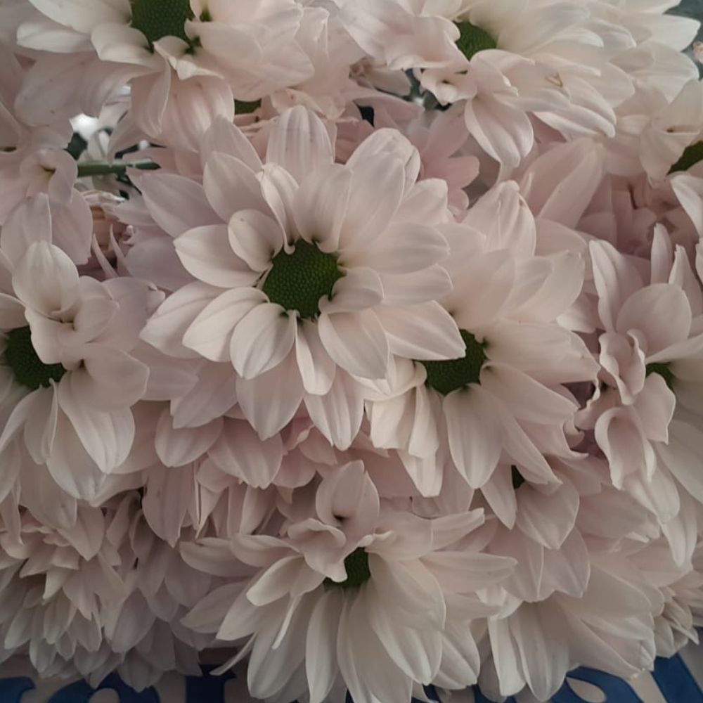 Chrysanthemum spray speedy white