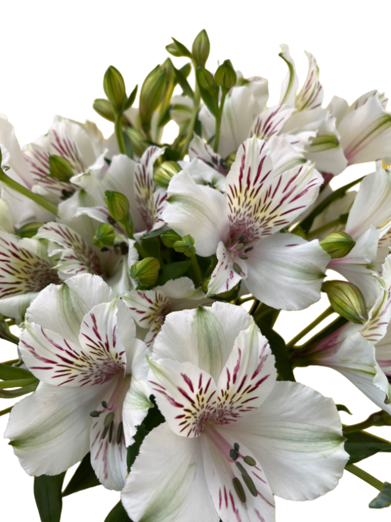 Alstroemeria exotic