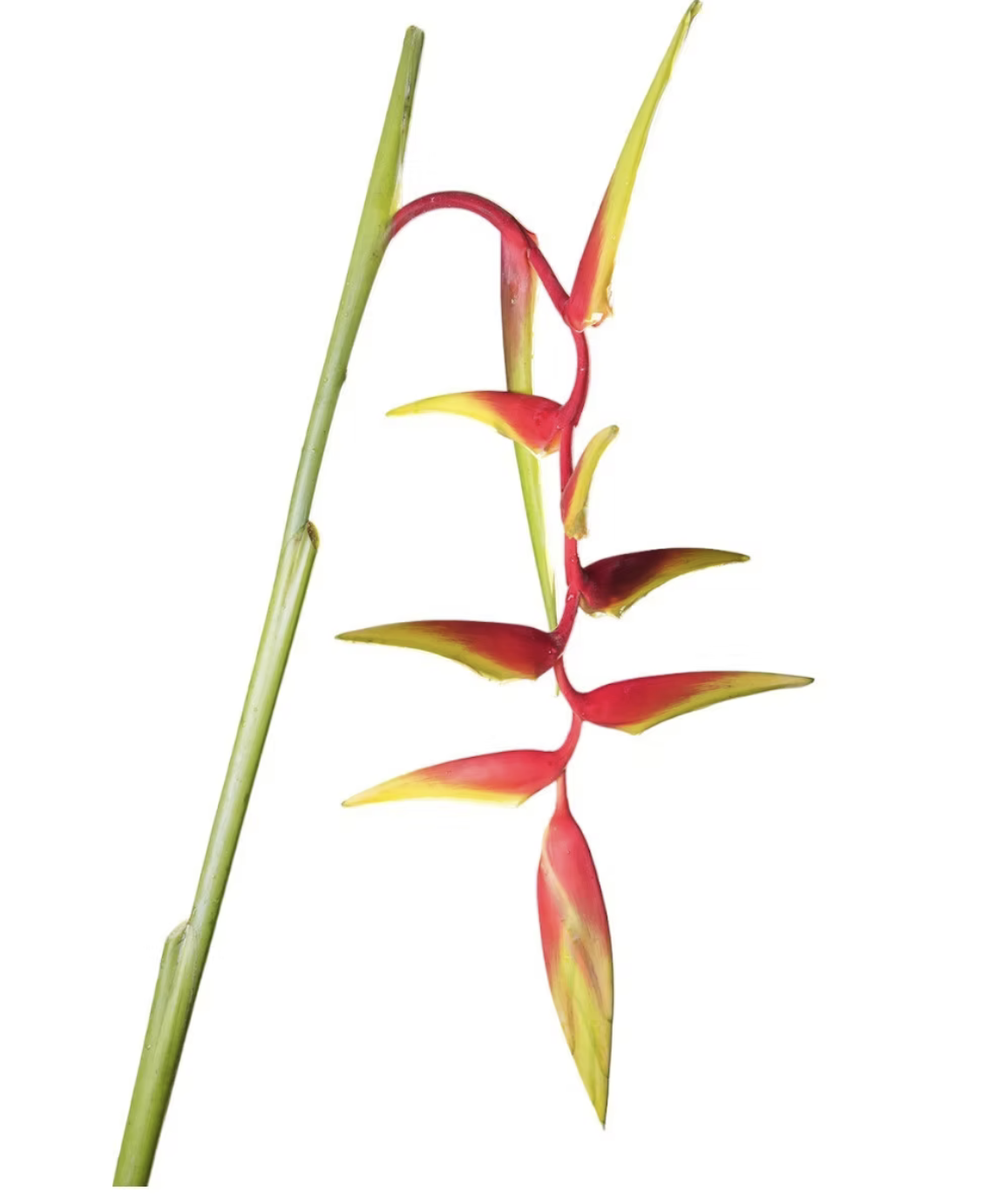 Heliconia sexy orange