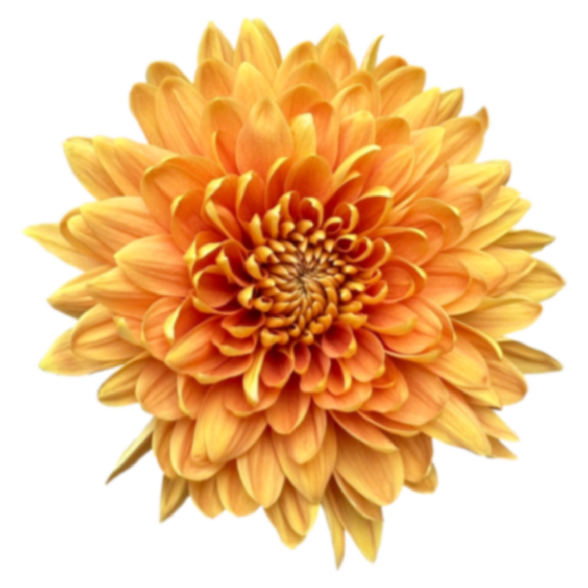 Chrysanthemum single fogata