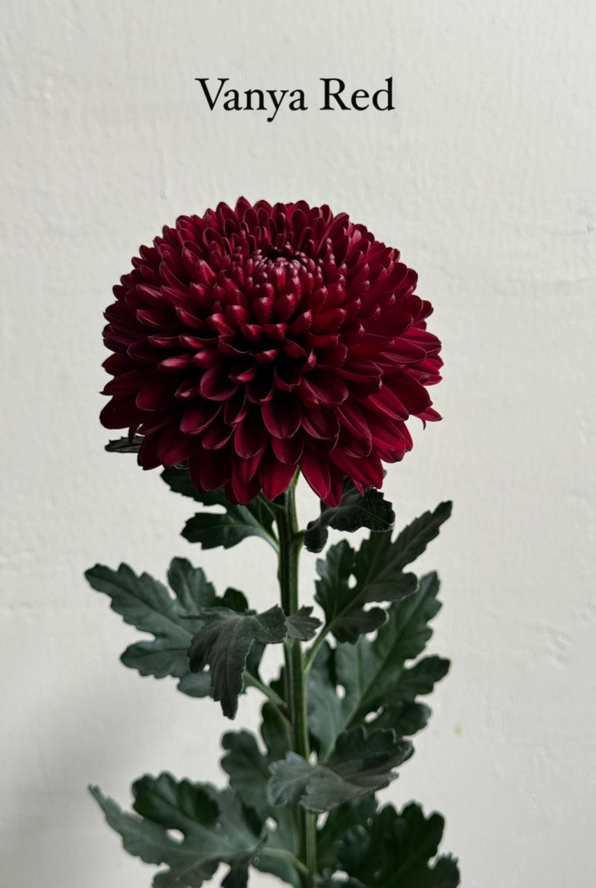 Chrysanthemum single vanya red