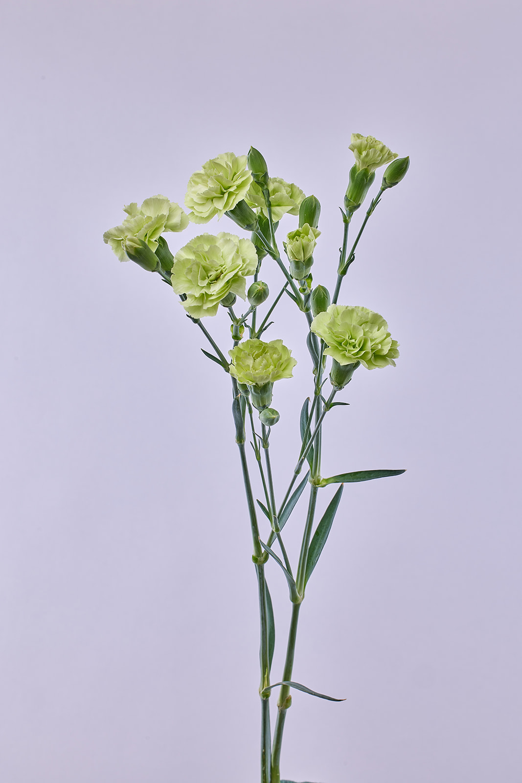 Carnation spray marfil
