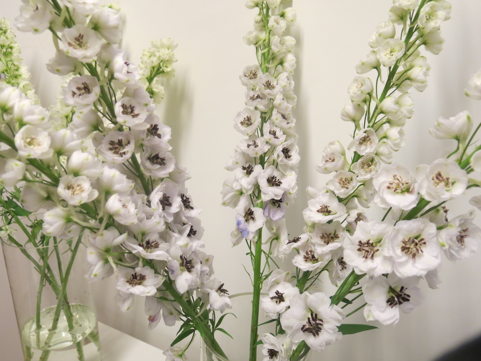 Delphinium white spijker