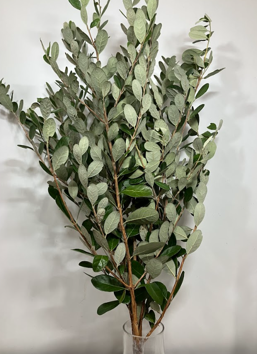 Blad acca sellowiana feijoa