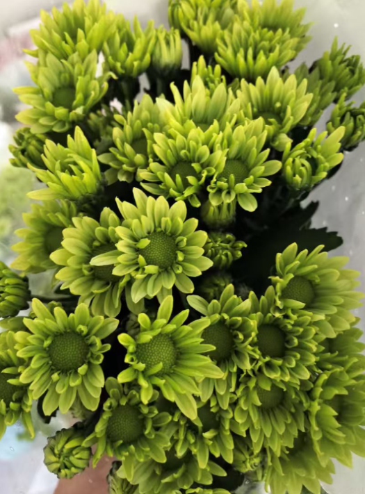 Chrysanthemum santini greenlizard