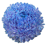 Chrysanthemum single tinted azure