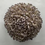 Chrysanthemum single tinted hickory