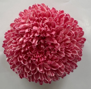 Chrysanthemum single tinted lava red