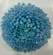 Chrysanthemum single tinted tiffany