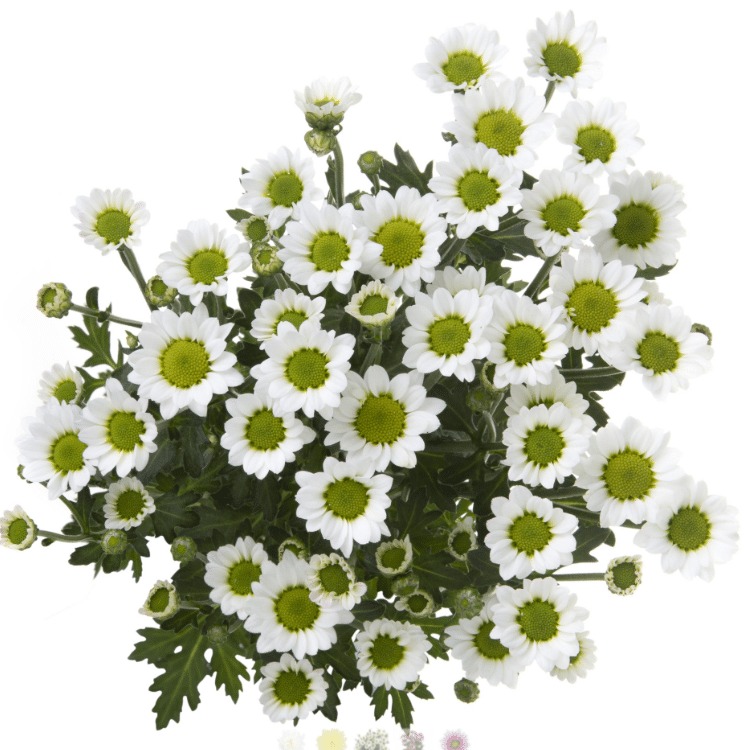 Chrysanthemum spray micro nebula