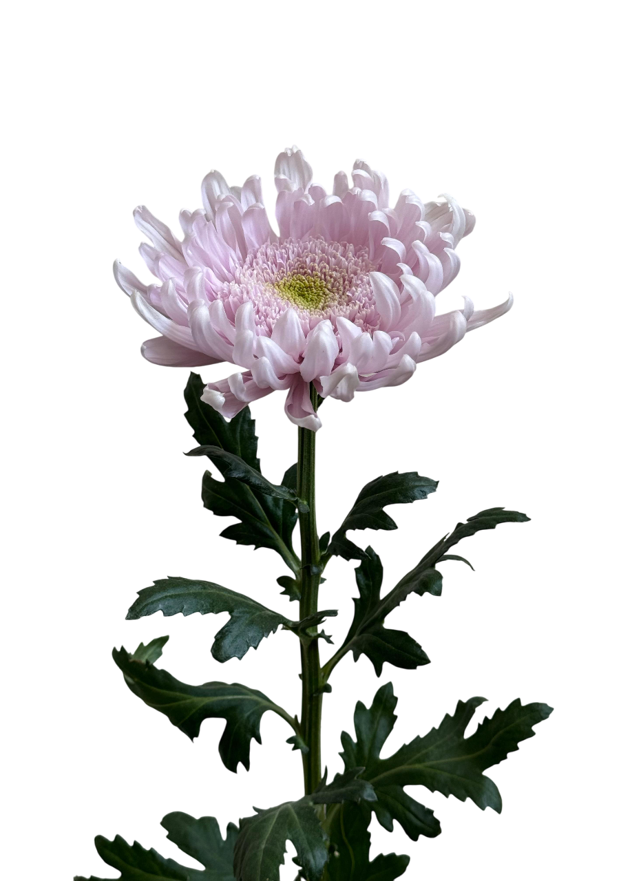 Chrysanthemum single gala