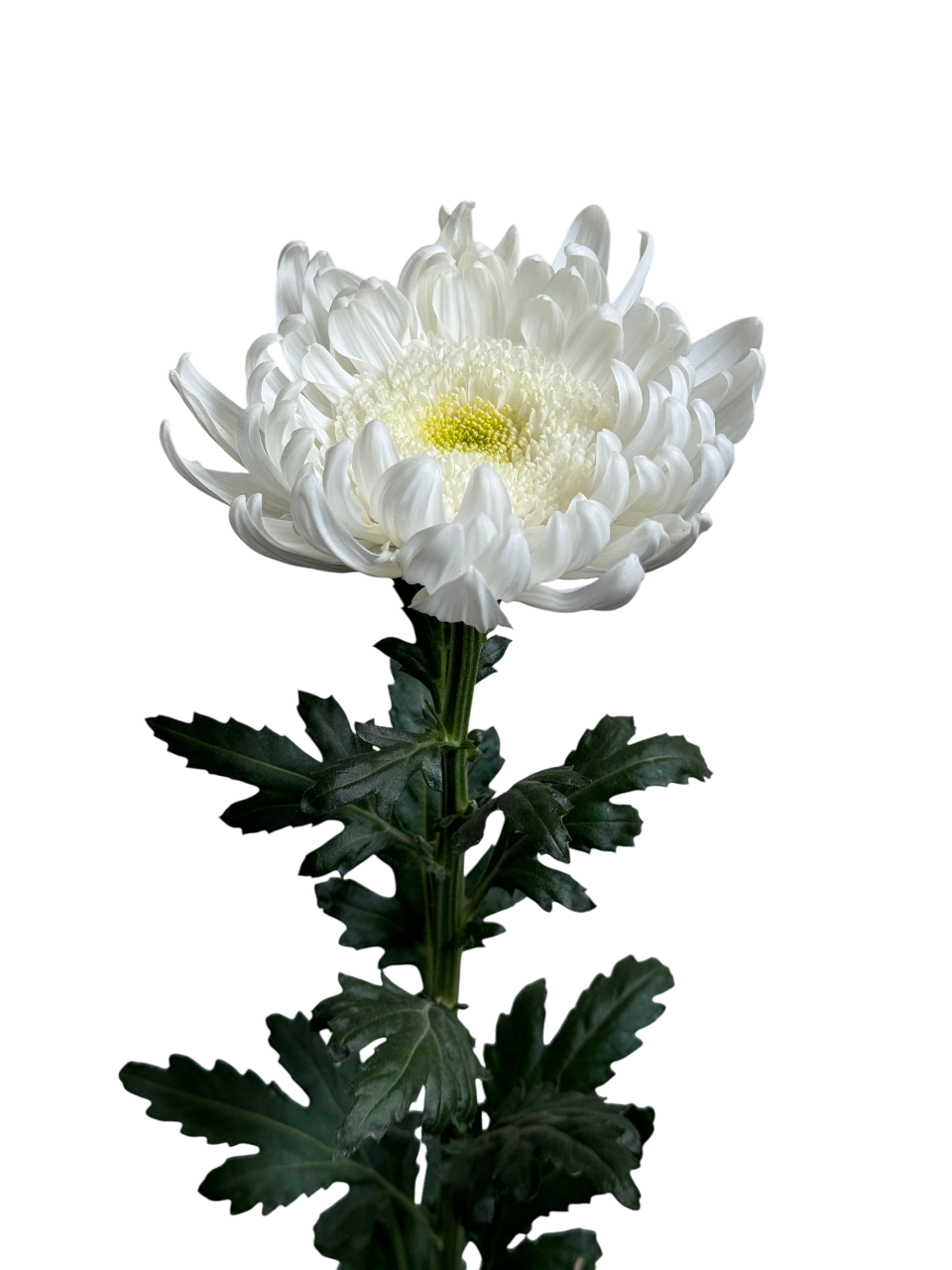 Chrysanthemum single gala white