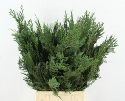 Chamaecyparis alumii