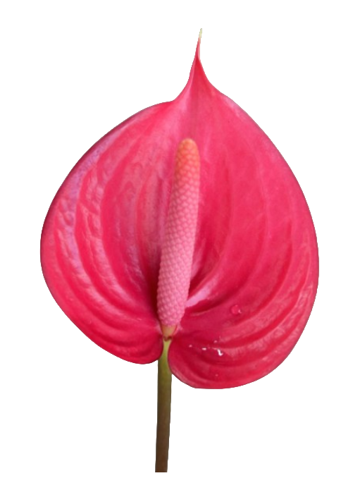 Anthurium red bell