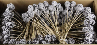 Stick pine cone snow