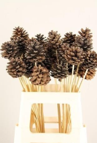 Stick pine cone natural