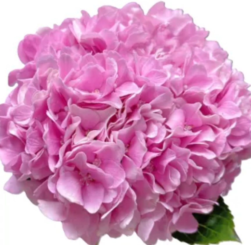 Hydrangea premium sea pink
