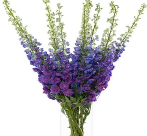 Delphinium dark night