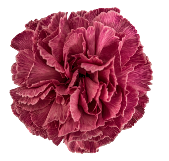 Carnation tinted lipstick