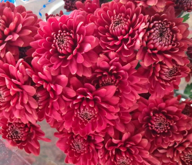 Chrysanthemum spray tuscana