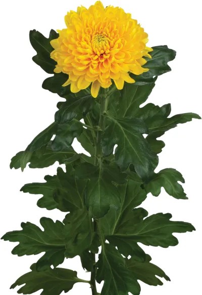 Chrysanthemum jay z yellow