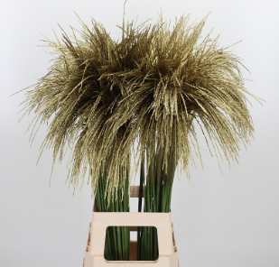 Miscanthus tinted gold