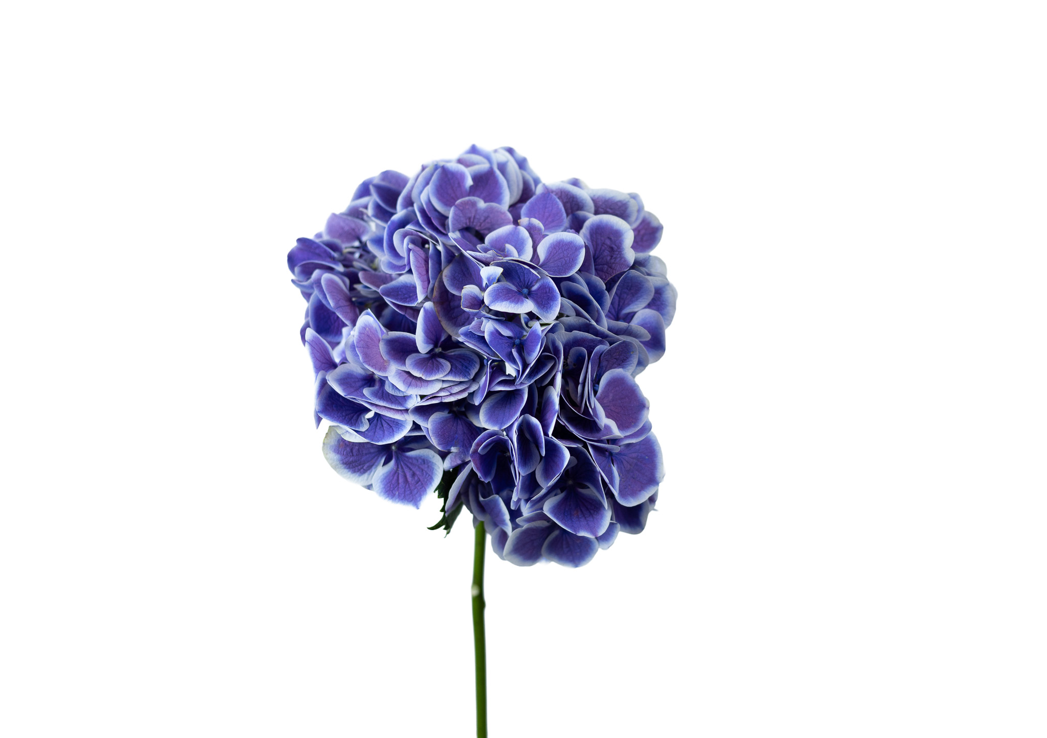 Hydrangea bicolour purple purple white