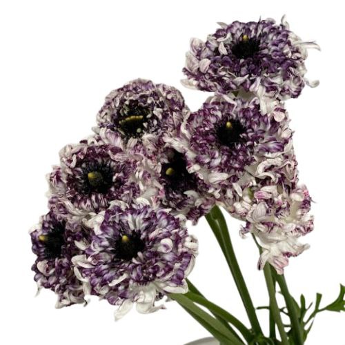 Ranunculus asiaticus morocco seti