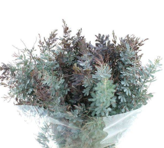 Mimosa baileyana purple