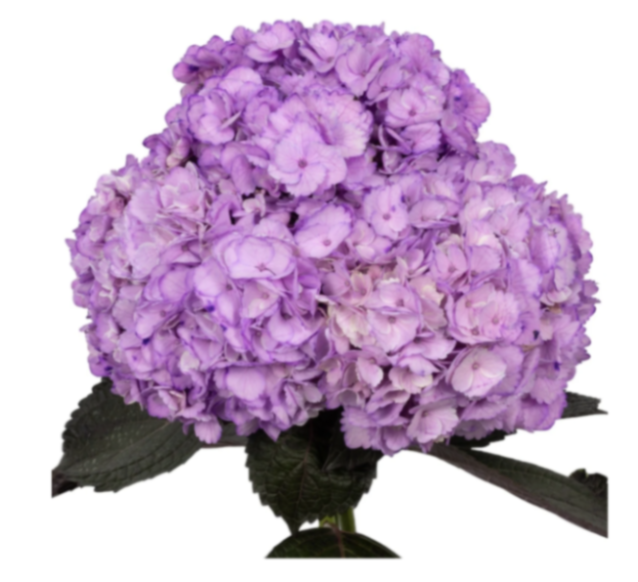 Hydrangea premium light purple