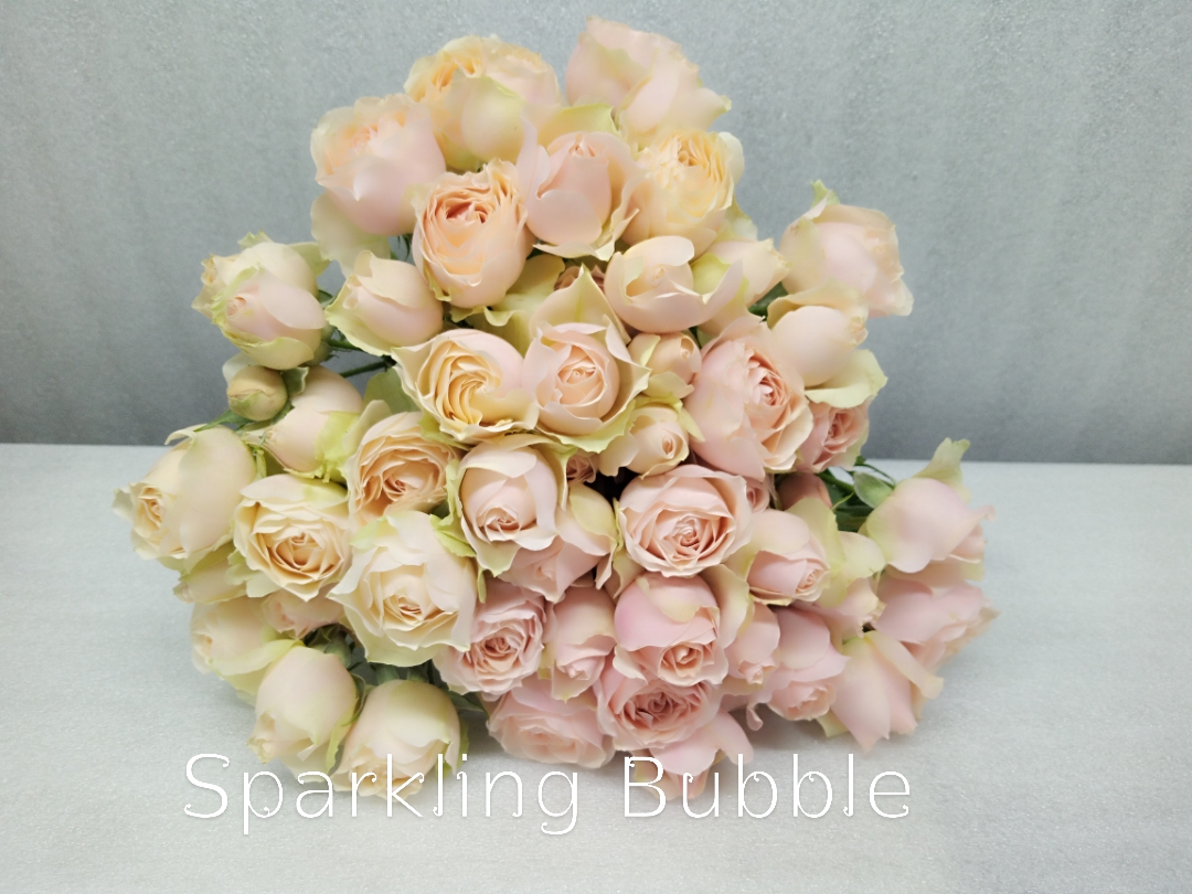 Rose spray sparkling bubbles