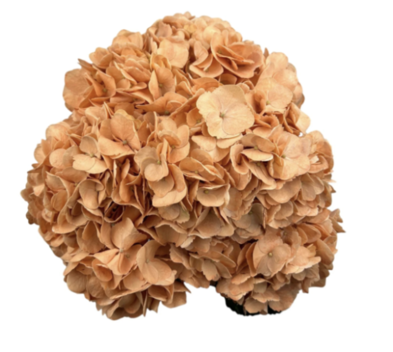 Hydrangea jumbo terracota